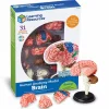Montessori|Halloween<Learning Resources Anatomimodel - Hjerne