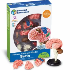 Montessori|Halloween<Learning Resources Anatomimodel - Hjerne