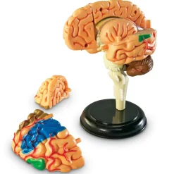 Montessori|Halloween<Learning Resources Anatomimodel - Hjerne