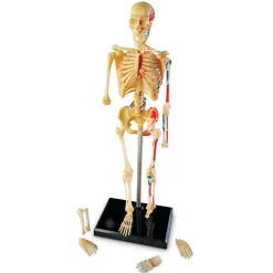 Skolesjov|Montessori<Learning Resources Anatomimodel - Skelet