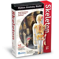 Skolesjov|Montessori<Learning Resources Anatomimodel - Skelet