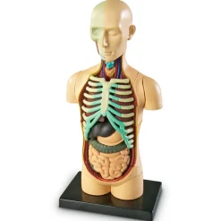 Skolesjov|Montessori<Learning Resources Anatomimodel - Torso