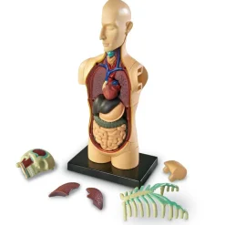 Skolesjov|Montessori<Learning Resources Anatomimodel - Torso