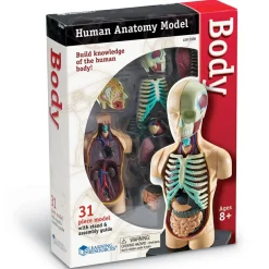 Skolesjov|Montessori<Learning Resources Anatomimodel - Torso
