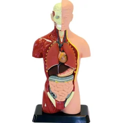 Montessori|Anatomi/Kroppen< Anatomimodel - Torso, 27cm