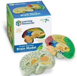 Anatomi/Kroppen<Learning Resources Anatomi tværsnit - Hjerne