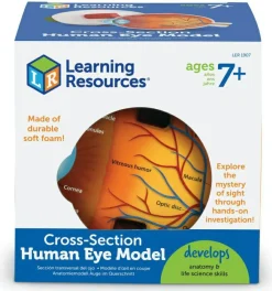 Anatomi/Kroppen<Learning Resources Anatomi tværsnit - Øje