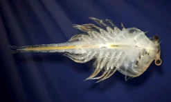 Stem Læringslegetøj|Naturvidenskab< Aqua Dragons i akvarium
