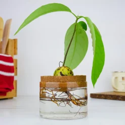 Naturvidenskab|Insekt & Naturleg< Dyrk din egen avocadoplante