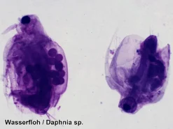 Naturvidenskab|Eksperimenter< Mikroskop slides - Diverse, 25 stk.