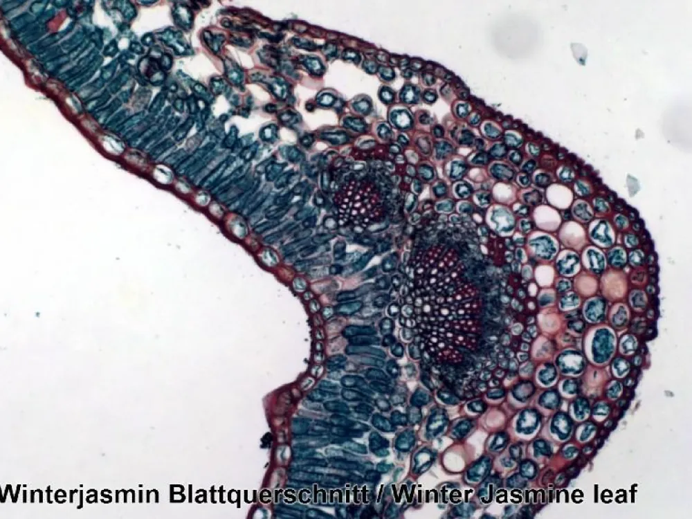 Naturvidenskab|Eksperimenter< Mikroskop slides - Diverse, 25 stk.
