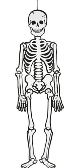 Kreativ Leg|Halloween<Creativ Company Skelet (glow in the dark) i karton, 120 cm.