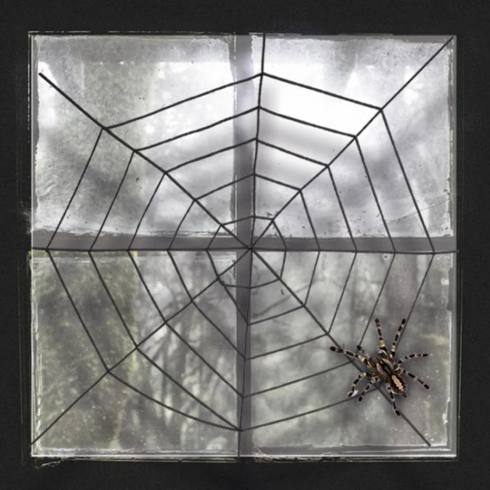 Halloween< Sort spindelvæv Ø150 cm