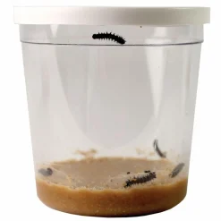 Naturvidenskab<InsectLore Voucher til refill - Sommerfuglelarver, 5 stk.