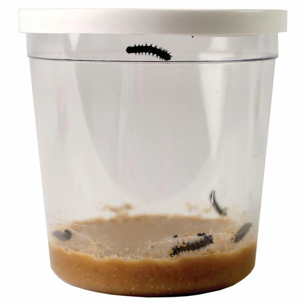 Naturvidenskab<InsectLore Voucher til refill - Sommerfuglelarver, 5 stk.